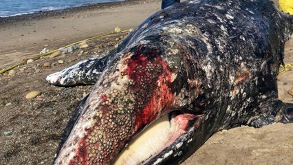 1 Million Species Under Threat Of Extinction