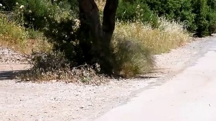 Yaban domuzunun çamur banyosu keyfi - MUĞLA