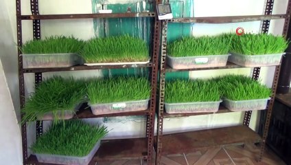 Arazide Otlatamadığı Hayvanları İçin Topraksız Yem Üretti