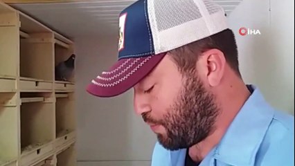 Posta Güvercinleri 1 Buçuk Saatte 150 Kilometre Uçuyor