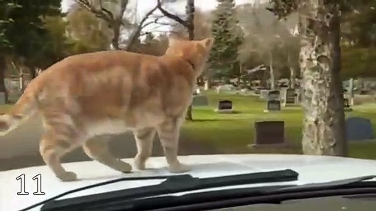 12 MOST FEARLESS ANIMALS