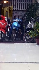 Dog Does the Floss Dance