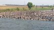 Des fermiers guident des milliers de canards sur l'eau
