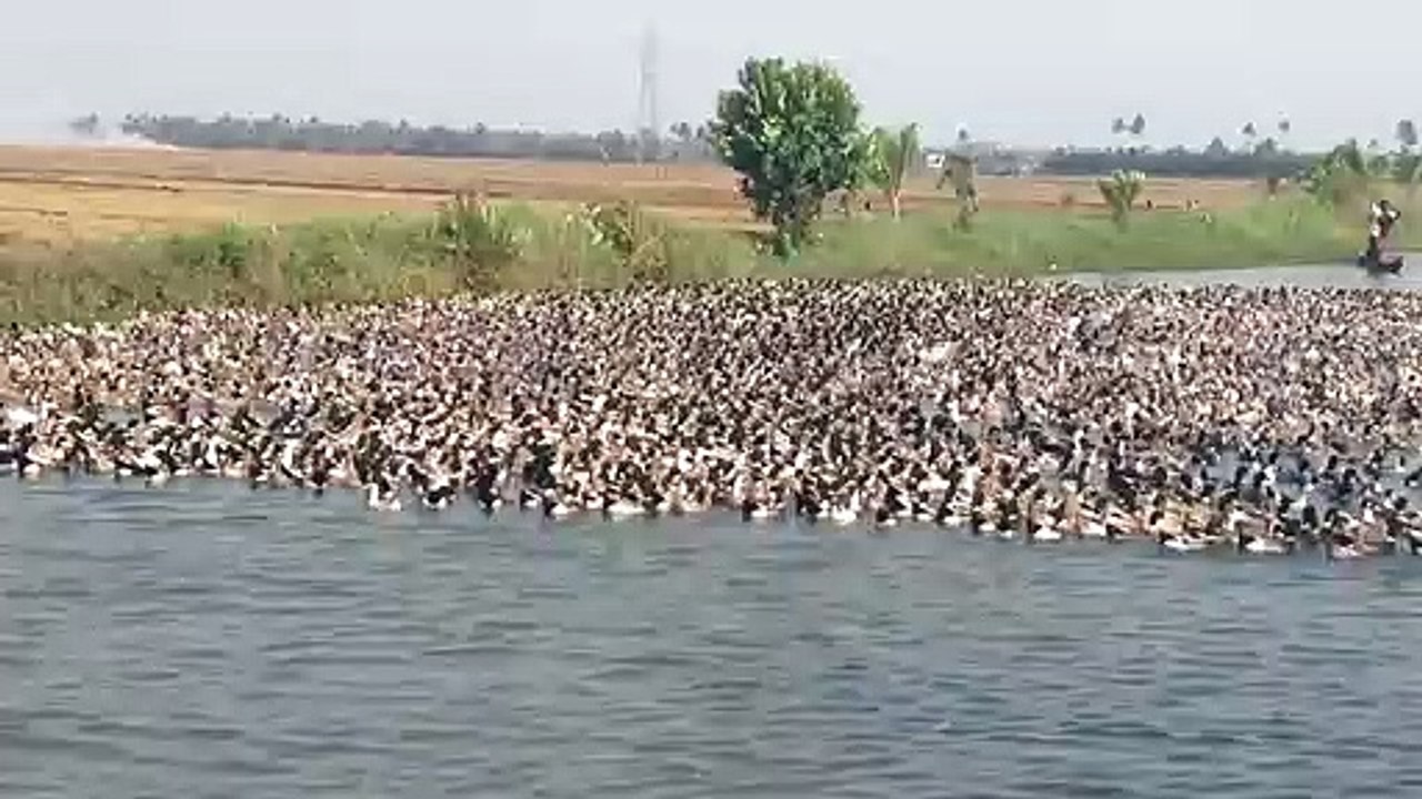 Des fermiers guident des milliers de canards sur l'eau