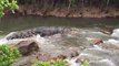 Un énorme crocodile descend les rapides de cette rivière