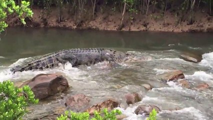 Un énorme crocodile descend les rapides de cette rivière