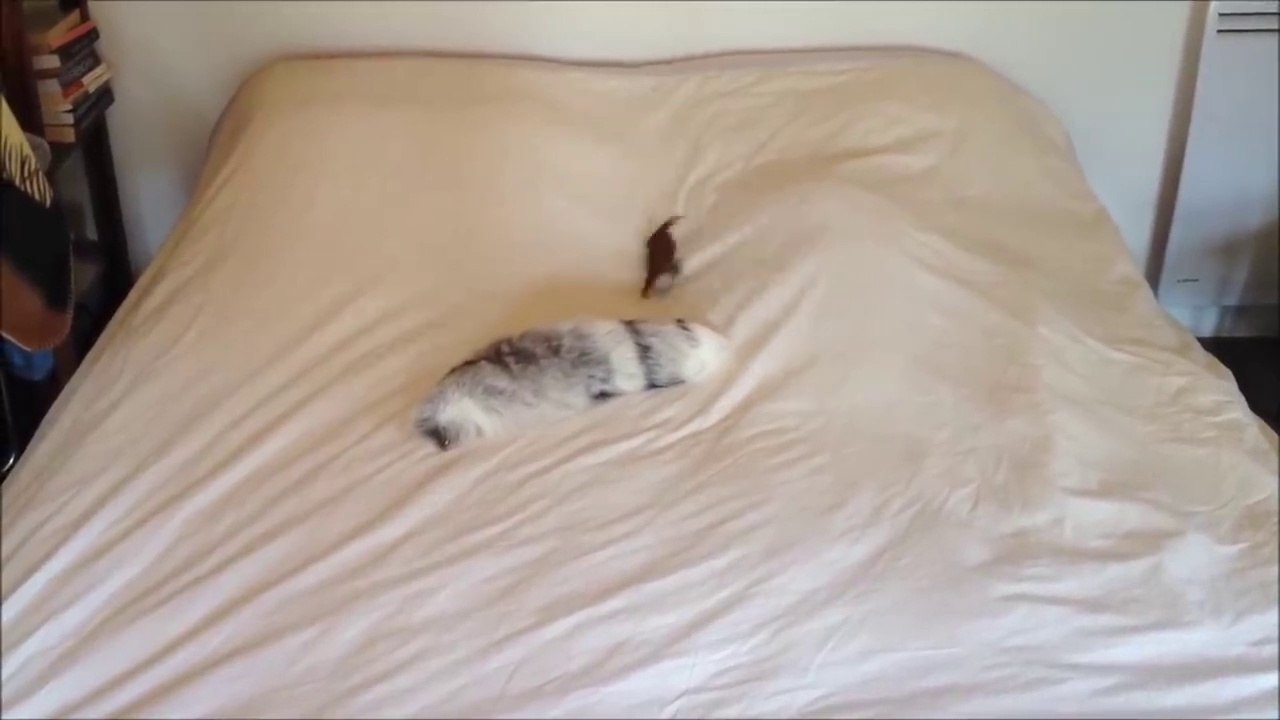 Un petit furet très joueur vient embeter un chien qui dort