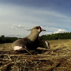 Cette maman oiseau courageuse défend son nid face à une moissonneuse