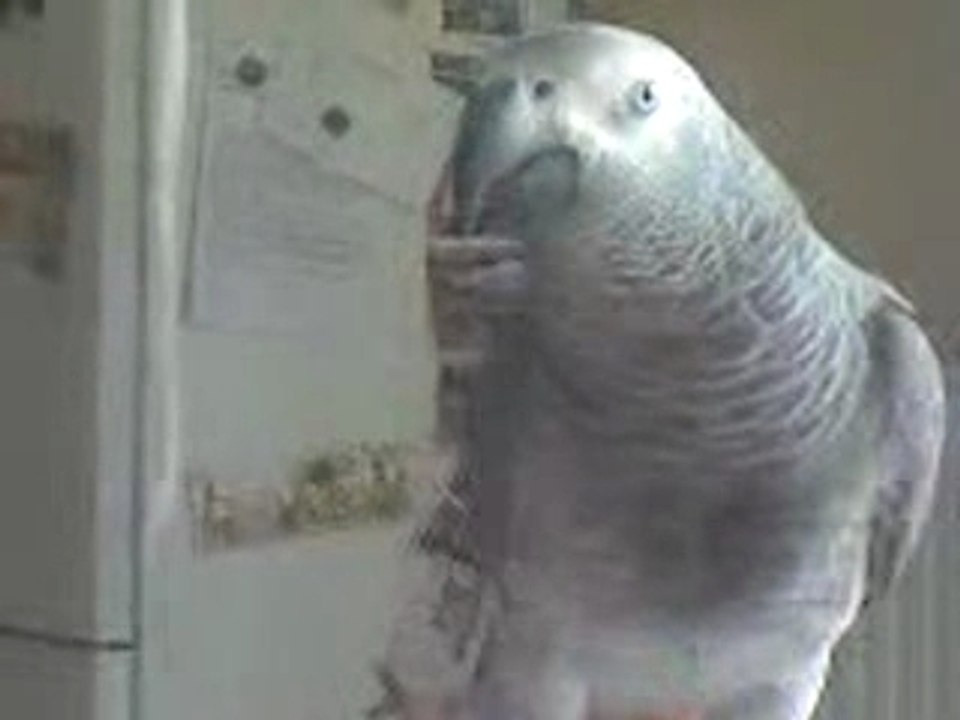 miko gris du gabon dit "Caca"