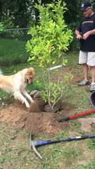 Golden Helps in the Garden