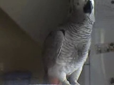 miko gris du gabon dit miko et bisou