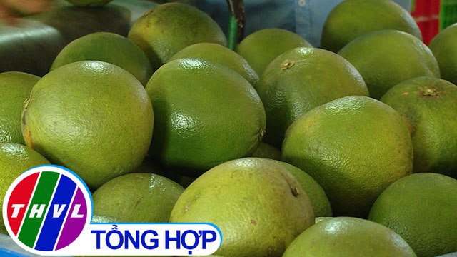 THVL | Nông nghiệp bền vững: Nâng cao chất lượng bưởi da xanh từ dự án JICA ở Bến Tre