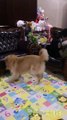 [Super cute cute pet] Dogs Wangzi IQ are approaching humans, and they can know the word! ! !