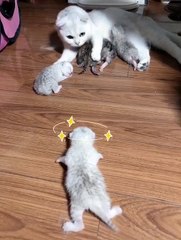 The poor baby cat need mummy.