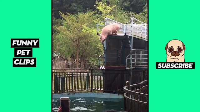 Tik Tok Pets: Funny Cute Animals #32