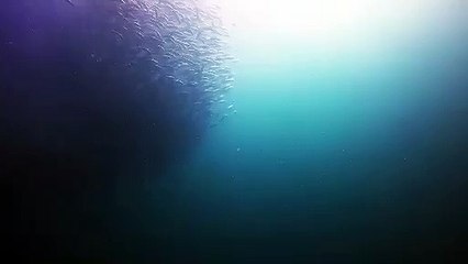 Il fait de l'apnée à côté d'une grande baleine bleue