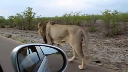 Ce lion n'aime pas qu'on le suive et le fait savoir