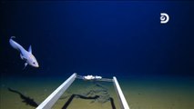 Encuentran restos de residuos en el océano más profundo