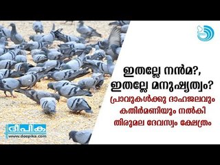 പ്രാവുകള്‍ക്കു ദാഹജലവും കതിര്‍മണിയും നല്‍കി തിരുമല ദേവസ്വം ക്ഷേത്രം
