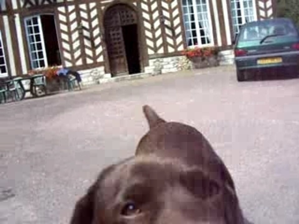 UMAN, Le beau et rigolo labarador fou-fou