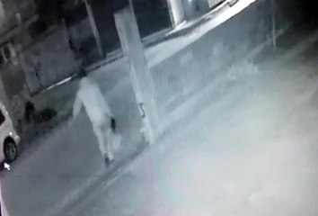 Bu da Tavuk Hırsızı !