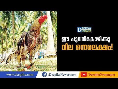 A Cock Was Offered A Record Price of Rs 1.5 Lakh! Deepika News