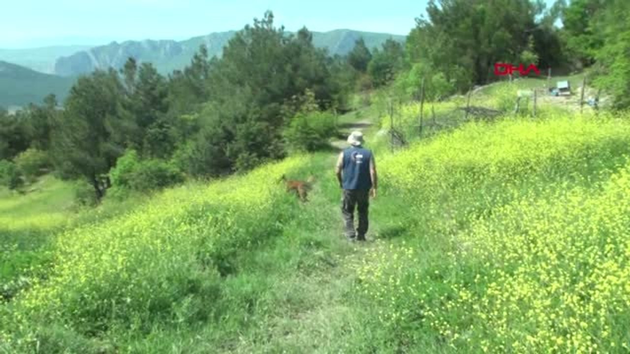 Samsun Eylül'ü Bulan Kadavra Köpeği Abrek, Ecrin'i Arıyor