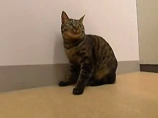 Topo e gatto: amici d'olfatto