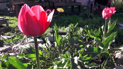 Rengarenk lalelerin doyumsuz güzelliği - TUNCELİ