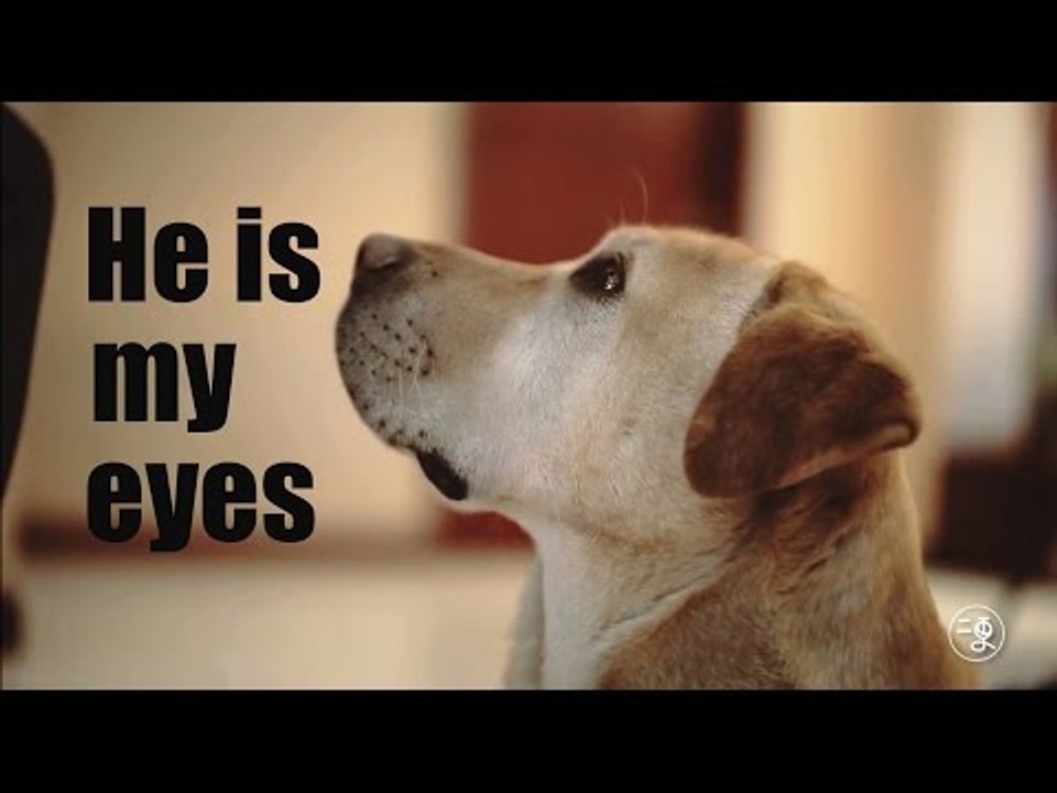 [Dog]HE IS MY EYES AND MY BEST FRIEND |More China