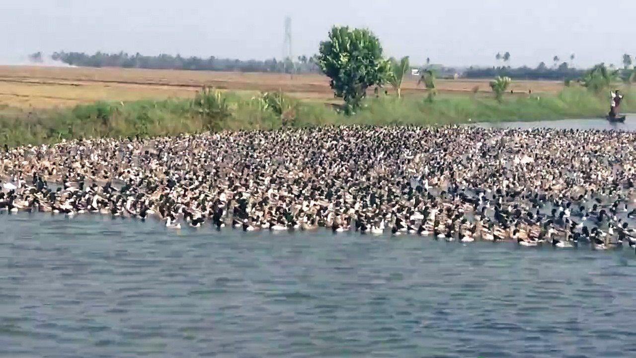 Des fermiers guident des milliers de canards sur l'eau