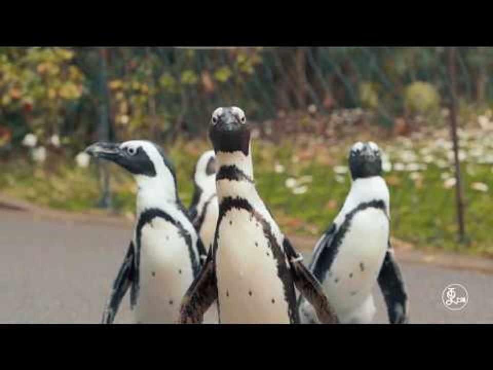 How to training the penguins in most effective way | More China