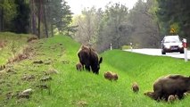 Une grande famille de sangliers mange en bord de route