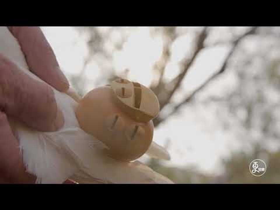 The Beijing Pigeon Whistle - and Pigeon training tips | More China