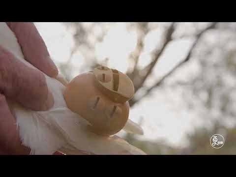 The Beijing Pigeon Whistle - and Pigeon training tips | More China