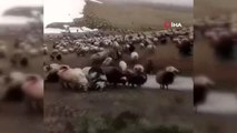 Çobanın Yayla Yolu Tepkisi