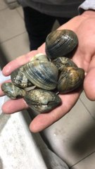 Kovalamaca Sonucu Durdurulan Araçtan 1,2 Ton Kaçak Midye Çıktı