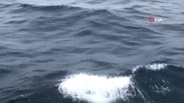 Deniz Kurdu-2019 Tatbikatı'nda Yunus Balıkları Savaş Gemileri ile Yarıştı