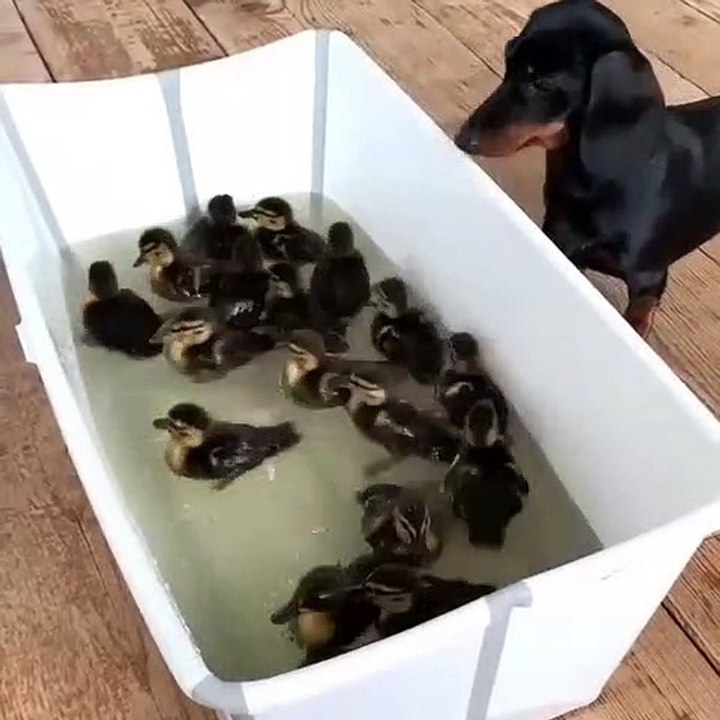 Quand un chien veut nager avec les canards, voici ce que ça donne !