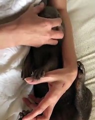 Ce bébé loutre est Trop cute !