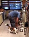 Admirez ce que cet homme fait pour ses chats !