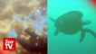 Turtle tagging: Semporna divers question methods in lifting turtles in sea