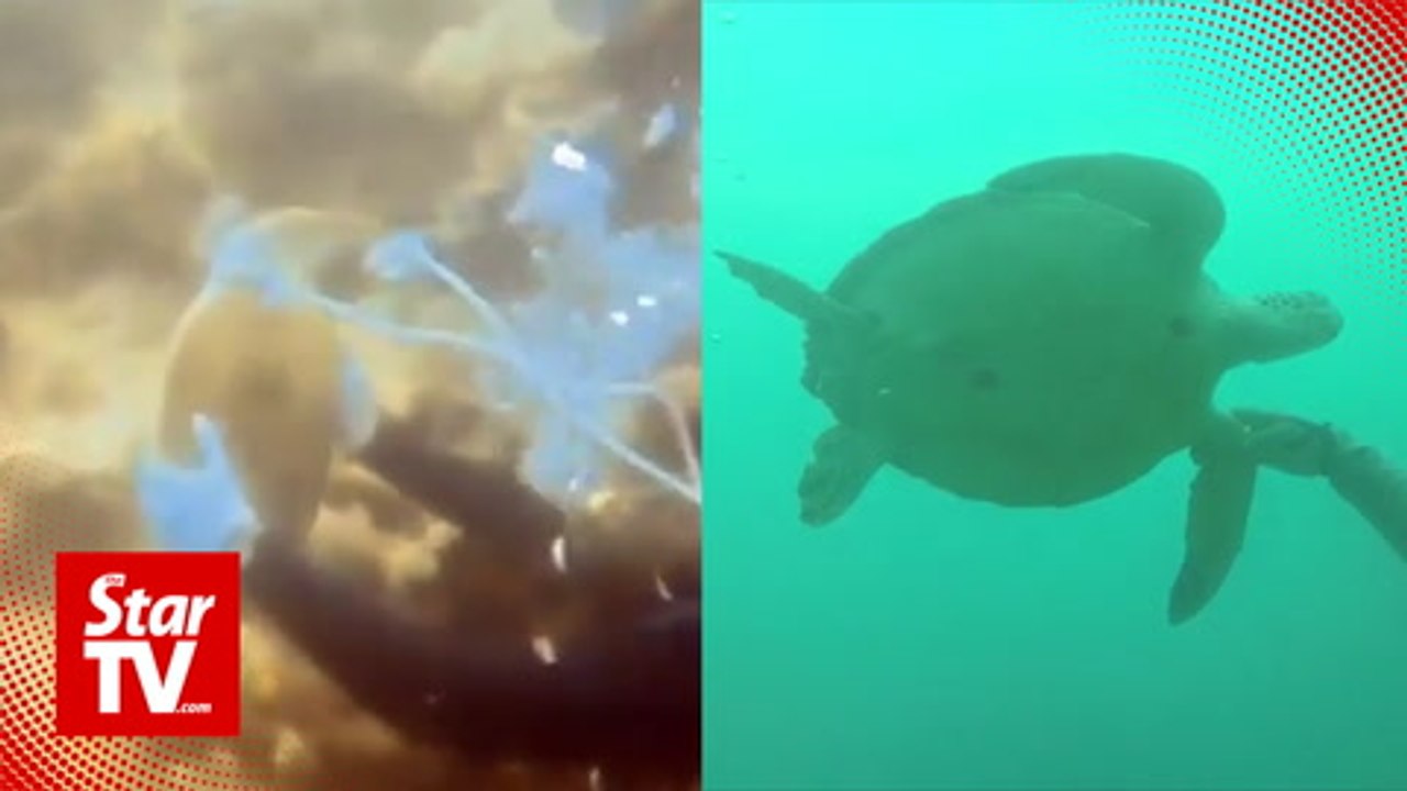Turtle tagging: Semporna divers question methods in lifting turtles in sea