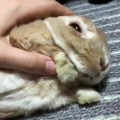 Ce lapin qu'on caresse semble apprécier le moment. Vidéo Relaxante !