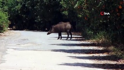 Bodrum'da sıcak havadan bunalan domuzun çamur banyosu kamerada