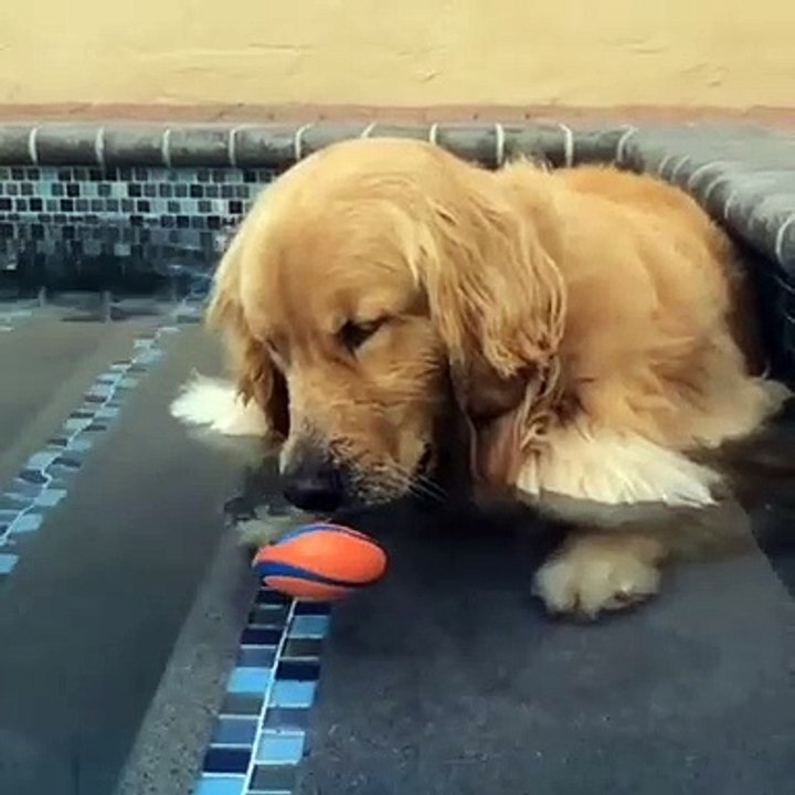 Ce Golden adore faire des bulles dans l'eau !