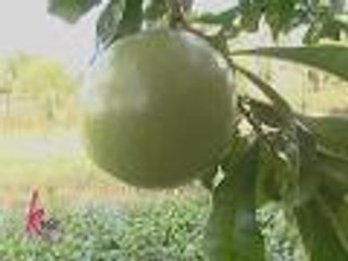 Gov. Mangudadatu introduces "Calabash" Miracle fruit to Kris