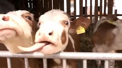 Kevés a fiatal gazdálkodó Európában