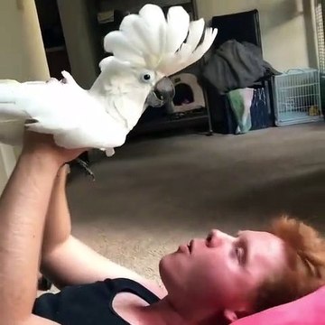 Ce perroquet fait une imitation des cris de dinde, c’est absolument adorable!