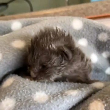 Ce chaton va vous donner des frissons. Magnifique !